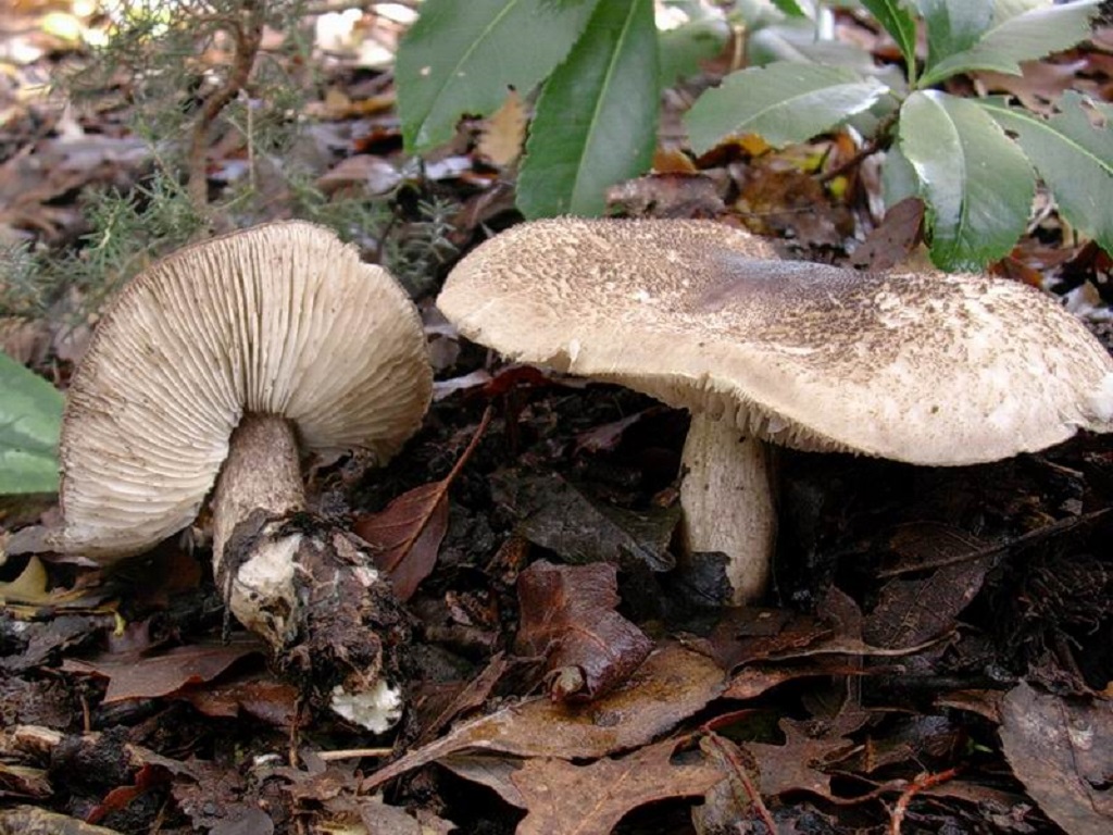 519 Dicembre vecchio ritrovamento